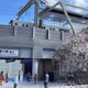 桜のある風景「東急線多摩川駅ジオラマ」の画像