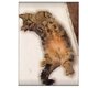 モフモフねこさん　アートポスターの画像