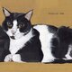 猫イラスト「ウメ6」原画（額縁入り）の画像