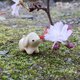 犬 ツゲ根付の画像