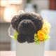 もこペット【コーヒー】 プリザーブドフラワー  毛糸 犬  花 ペット お供え 誕生日 プレゼントの画像