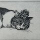 猫　銅版画　額入りの画像