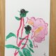 今月の記念日ポストカード　5月14日　ピンクの薔薇の画像