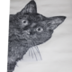西陣織　麻絹　なごや帯　黒猫　仕立込　試作の画像