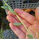 多肉植物 アーモンドネックレス カット苗 10㎝ １本の画像