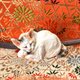 木彫りの眠り猫の帯留の画像