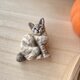 星の王子様（木彫り猫のブローチ）の画像