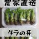 [農家直送]タラの芽250g以上 風味の強いトゲがある木のタラの芽 山菜