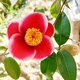 季節の茶花　なな様専用の画像