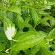 季節の茶花　なな様専用の画像