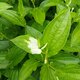 季節の茶花　mio 様専用の画像