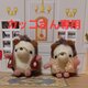 カッコさん専用の画像