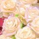 ヒノキの薔薇の画像