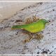 野原の鳥ブローチ