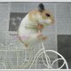 【展示品】自転車をこぐハムちゃんの画像