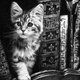 猫と本棚（ペン画）の画像
