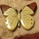 木象嵌の白蝶のブローチの画像