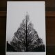 『木と鳥と』　白黒　A4パネルの画像