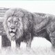 草原のライオンの画像