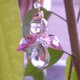 ミニエンジェルストラップピンク水晶の画像