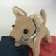 ミニチュア　犬のリュイ君の画像