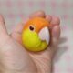 シロハラインコ☆マグネット/ブローチどちらか選択 受注作成　羊毛フェルト　羊毛インコ　メモリアル　工房小鳥屋さん