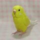 リアルサイズ♪ セキセイインコ ルチノー 羊毛フェルト ☆選べる鼻の色　受注作成　羊毛インコ　ライフサイズ