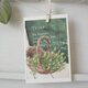 Thyme / postcard 2枚組の画像