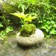 軽石盆栽（ヤツデ）の画像
