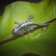 Gecko broochの画像
